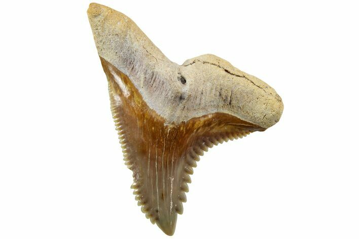 Fossil Shark Tooth (Hemipristis) - Bone Valley, Florida #235611